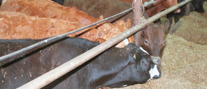 Cattle owned by Kevin Simmons are kept under cover during the feeding and finishing periods in Prince Edward Island due to harsh weather. They receive a mixed ration that includes barley and corn silage.  |  Barbara Duckworth photo