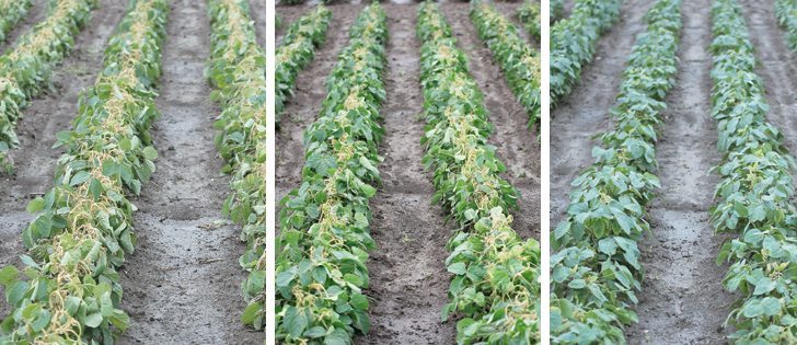 Soybeans sprayed with a full rate of dicamba (Left). Soybeans sprayed with glyphosate when the sprayer was rinsed out after spraying dicamba (Centre).  Healthy soybeans in a plot where the sprayer had been fully cleaned out before a glyphosate application (Right) |  Michael Raine photos