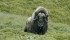 A conservation expert hopes to see the musk ox population grow and move into northern Manitoba. | Andrea Pokrzywinski/Flickr photo
