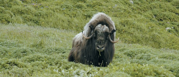 A conservation expert hopes to see the  musk ox population grow and move into northern Manitoba. |  Andrea Pokrzywinski/Flickr photo