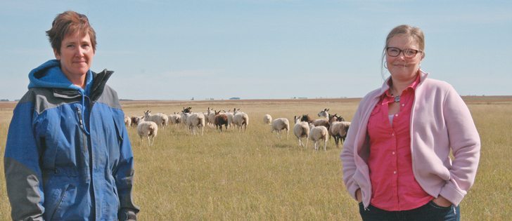 Tara MacLachlan, left, and Kirsten Tittemore recently purchased a flock of purebred Bluefaced Leicester sheep from Alberta and relocated it to their farms at Eyebrow and Central Butte, Sask. | Karen Briere photo