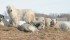 Arlette Seib’s dogs stand guard on her farm near Watrous, Sask. | Arlette Seib photo