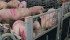 Micro-Bac was designed to save room in feed mills by combining two products into one. | File photo