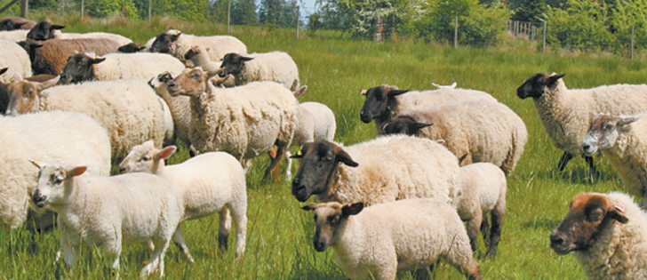 Improving breeding lines through genomics is difficult because of numerous crossbreeds.  |  File photo