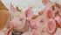 Hog industry analysts and producers are trying to get a fix on how prices and supply will develop in the unstable market. | File photo