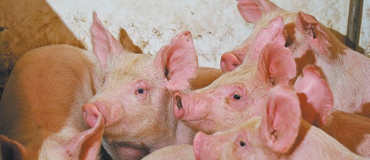 Hog industry analysts and producers are trying to get a fix on how prices and supply will develop in the unstable market.  |  File photo