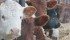 Setting limits on vomitoxin contamination at the farm level could have dire consequences for livestock producers, warns Bill Wilson, professor of agribusiness at North Dakota State University. | File photo