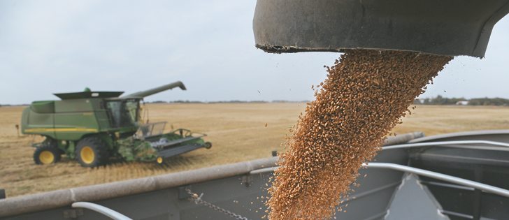 While Canadian wheat had a negative basis last winter, poor quality in this year’s harvest now has buyers offering a premium over the Minneapolis futures.  |  William DeKay photo
