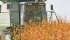 A market analyst expects December corn futures to test $3.20 following the release of the USDA supply and demand estimate. | File photo