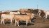Producers are urged to participate in the new Canadian Beef Industry Sustainability Assessment. | File photo