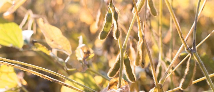 Despite a late spring, wet weather and frost, some soybean growers in western Manitoba are seeing above average yields.  |  File photo