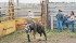 Mickey, left, Cassidy, Brody and Shelley Ireland watch as a miniature bull is trained using a bucking dummy attached to its back. | William DeKay photo