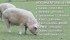 Hog facility uses undercover video as training tool