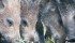 Conservation groups say provinces should have a master plan to find ways to eradicate feral wild boars. | File photo