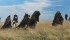 A buffalo hunt re-enactment was held as part of the ceremonies leading up to the multi-nation treaty signing near Browning, Montana. In it, First Nations people have affirmed their desire to work toward restoration of bison herds on First Nation land. | Harvey Locke photo
