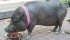 Ernestine, a Vietnamese potbellied pig, is the oldest known pig in the world. Jude King says her pet is house-trained and can open the sliding screen doors by herself. | Barbara Duckworth photo