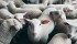 Researchers have found that allowing cattle and sheep to bond and roam in the same groups reduces coyote attacks on sheep. | File photo