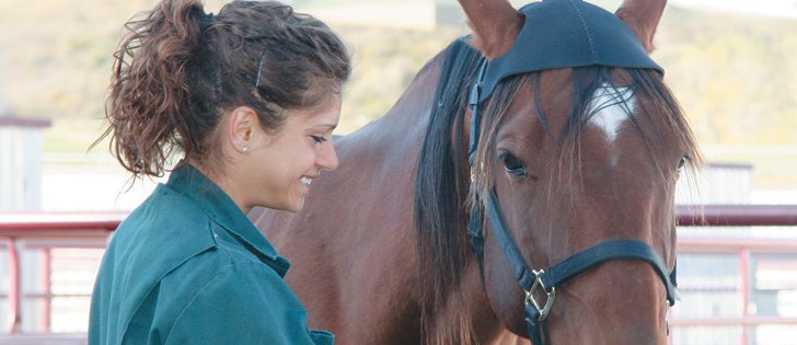 Third year veterinary student Tereza Stastny attaches a special sensor to the head of Robin the horse. The University of Calgary faculty of veterinary medicine has a lameness locator unit, which uses wireless sensors on the horse’s pelvis, pastern and head to assess lameness. The computerized system is more accurate than a visual assessment and can indicate where treatment is needed.  |  Barbara Duckworth photo