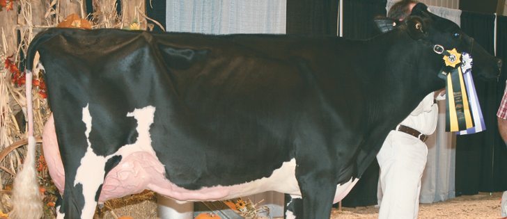 This three-year-old Holstein was the grand champion of the 2014 Westerner Dairy Showcase held in Red Deer Oct. 23-25. Entered by Norm Atkins of Continental Holsteins of Leduc, Alta., it was also intermediate champion and had the best udder of the show.  |  Barbara Duckworth photo