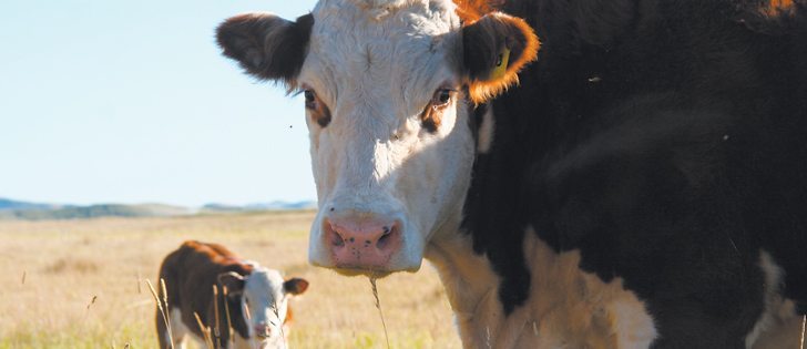 Vaccinated calves can infect their mothers if the cows aren’t properly vaccinated.  |  File photo