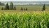 The December corn contract moved above its September high of $3.67 ½ per bushel, establishing what's called a bullish key reversal for the commodity. | File photo