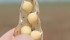 Canada’s record pea exports this year is a sign of the dominance that is driving other producers out of the market. | File photo