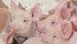 Low feed prices and tight supply have fattened hog producers’ wallets but an increase in production could send prices down. | File photo