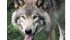 Wolves are particularly troublesome in the province’s Interlake, Dauphin and southeastern areas. | File photo