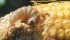 Some species of cutworms feed underground, while others feed above. Determining what species is infecting a crop helps producers determine when and how to apply insecticide. | File photo