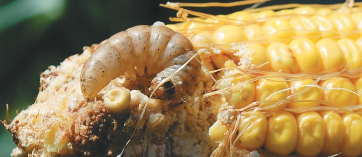 Some species of cutworms feed underground, while others feed above. Determining what species is infecting a crop helps producers determine when and how to apply insecticide.  |  File photo 