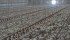 Scientists select chickens with faster growth rates, efficient feed conversions and strong disease immunity to produce larger birds. | File photo