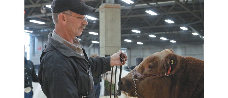 Mike Chambers of Wimborne, Alta., shows  his Simmental bull calf during the Legends of the Fall competition. The calf went on to win the competition.  |  Mary MacArthur photo