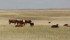 Producers should provide their animals with some type of mineral supplement to avoid common deficiencies. | File photo