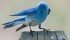 The male bluebird is bright blue on the back and wings, with colour fading to white toward the chest. The female, above right, is paler blue with blue and grey head and back. | Ken Moore photo