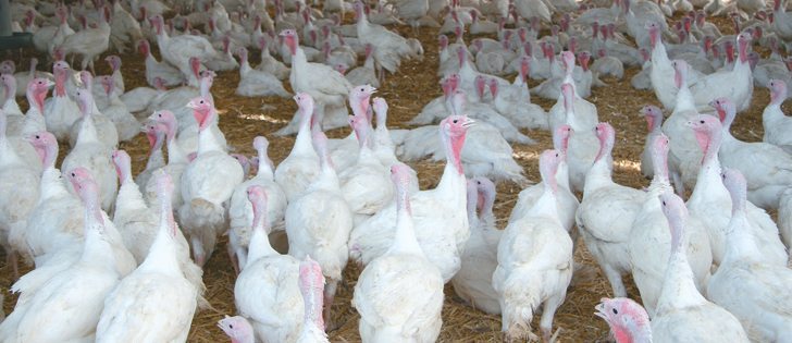 A Turkey Farmers of Canada survey revealed producers are continuing to improve the welfare of birds and the environment.  |  File photo