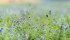 Genetically modified traits in alfalfa have become a hot export issue. | File photo