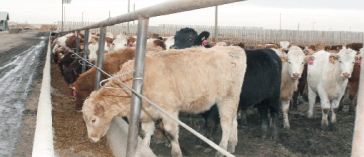 Antibiotic use in food animals is coming under greater scrutiny as Canada and the United States make plans to tackle the problem of antibiotic-resistant bacteria that could threaten human and animal health.  |   File photo