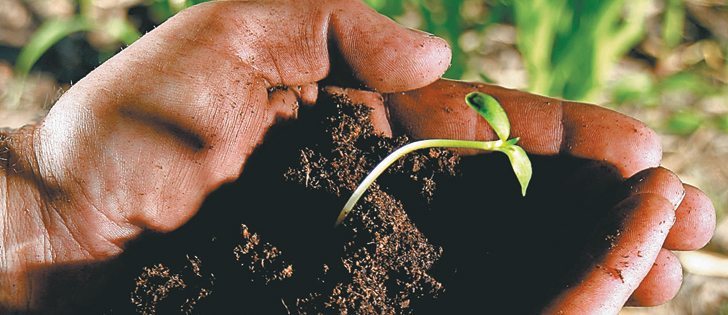 Green plants on top are the first step in building a healthy soil system.  |  File photo