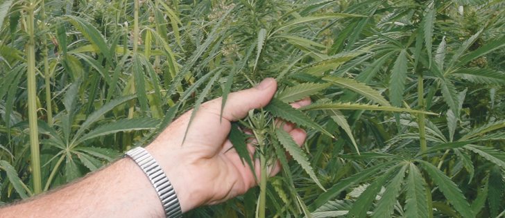 In addition to its seed, hemp is grown for use in protein powders and other dietary supplements.  |  File photo