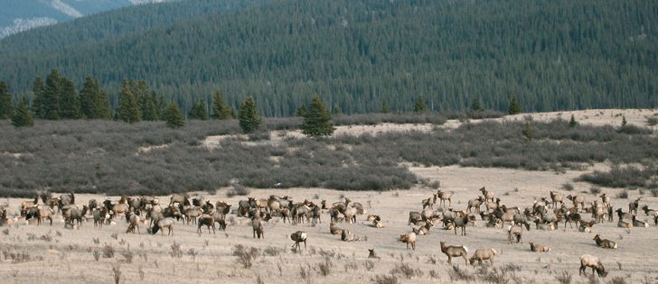 A survey found 60 percent of Alberta beef producers don’t report damage to forage and crops from wildlife.  |  File photo