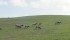 Alberta producers say elk are damaging property and eating feed intended for cattle. | USDA photo