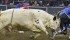 Bull fighter Bo Byrne gets hooked by Last Wish while doing his job of protecting the rider. | William DeKay photo