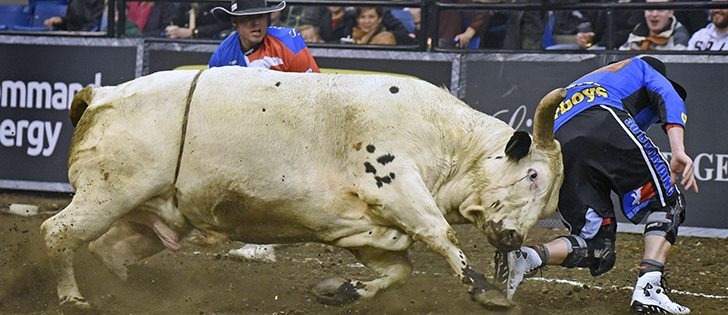 Bull fighter Bo Byrne gets hooked by Last Wish while doing his job of protecting the rider.  |  William DeKay photo