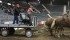 Ken Schreiner of Nipawin, Sask. backs up his team to the dock so his helper, Niall Campbell, can unload the feed as part of the chore team competition at Canadian Western Agribition. | Karen Briere photo