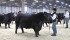 The championship bull angus class at Farmfair. | Mary MacArthur photo.