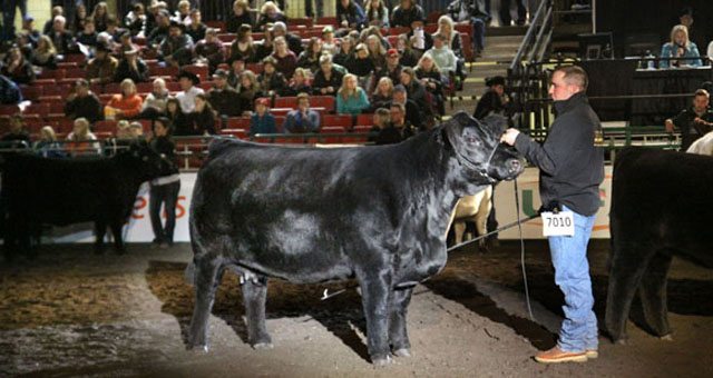 Garth Rancier, of Killam, Alta., wins the Supreme Champions female show at Farmfair. The simmental cow's family has won three trucks from Farmfair and won twice at Agribition.