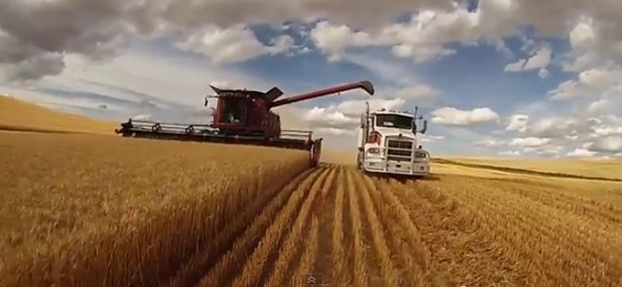The Schultz family farms 4,500 acres near Standard, Alta. Their 2014 cropping season is documented by Jay Schultz in video.  |  jay Schultz photo