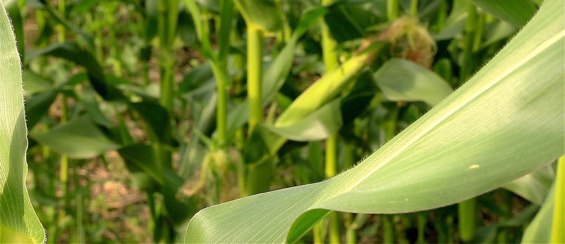 Watch McMillan's Markets for the most important crop and livestock market information of the week. | Robin Booker photo.