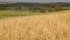 Watch Canada’s ag. markets updates for the most important crop and livestock market information of the week. | Robin Booker photo.