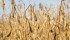 Watch McMillan's Markets for the most important crop and livestock market information of the week. | Robin Booker photo.